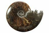 Polished Ammonite (Cleoniceras) Fossil - Madagascar #233507-1